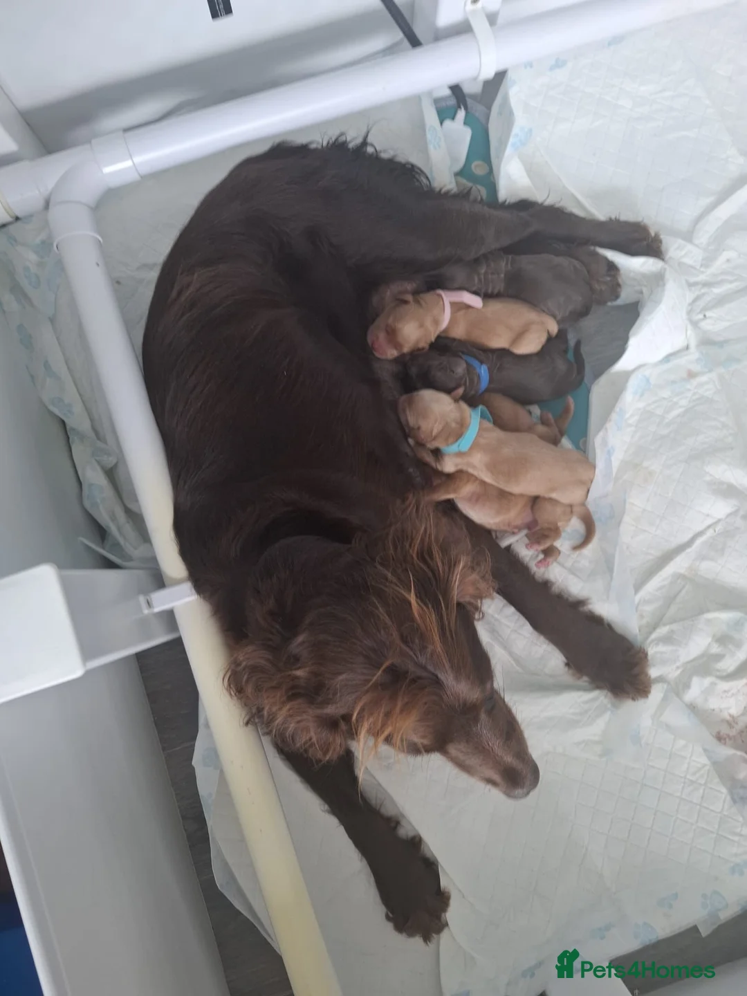 Cocker Spaniel dogs for stud: KC Reg, health tested Working cocker Spaniel in Barnsley - Advert 12