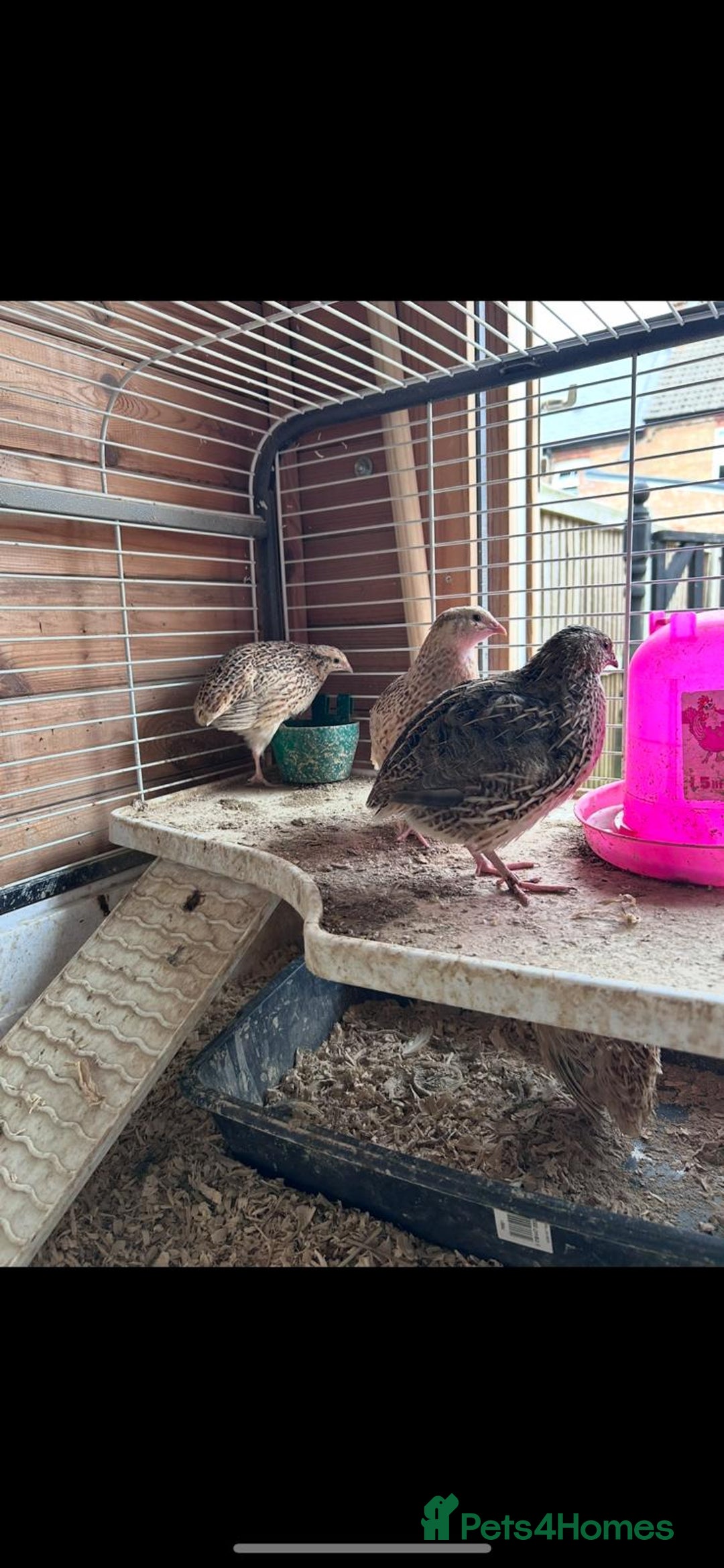 Quail poultry for sale: Group of Coturnix Quail  - Image 1