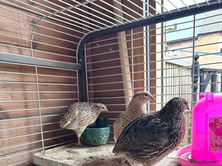 Quail poultry - Advert 1