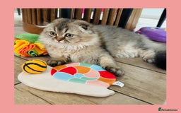 Scottish Fold cats for sale: 🩷💜Amazing Scottish Fold Kittens - Image 1