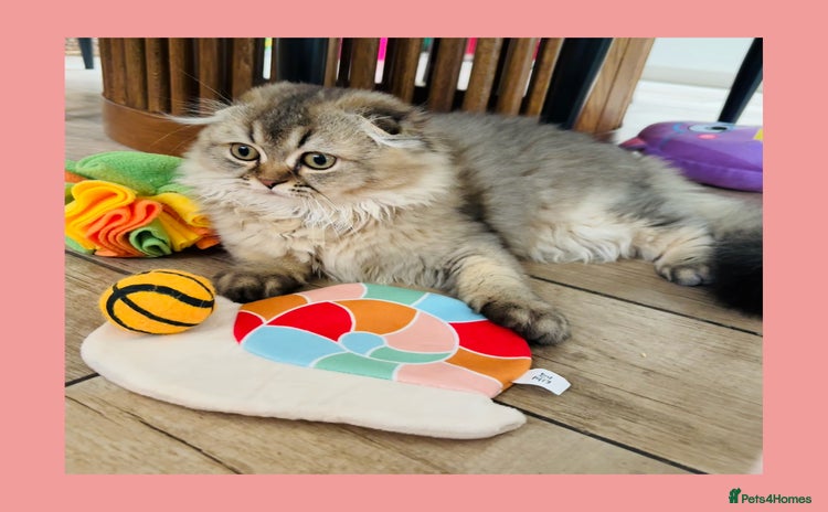 Scottish Fold cats - Advert 14