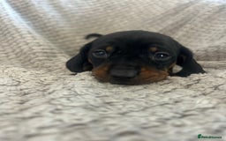 Dachshund dogs for sale: Puppies - Image 6