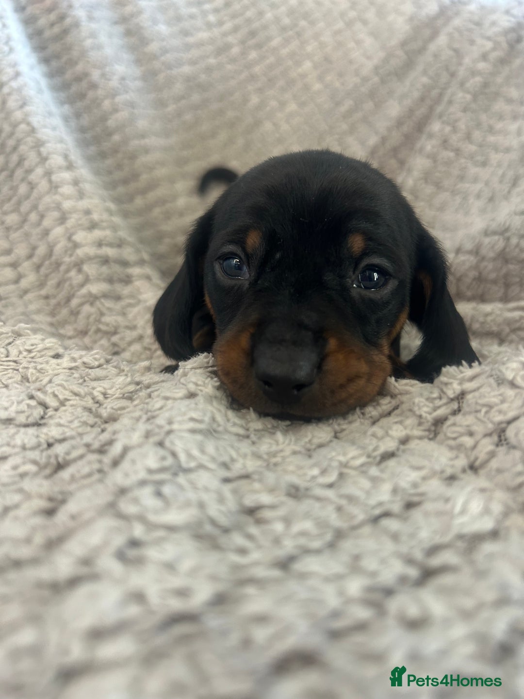 Dachshund dogs for sale: Puppies - Image 6