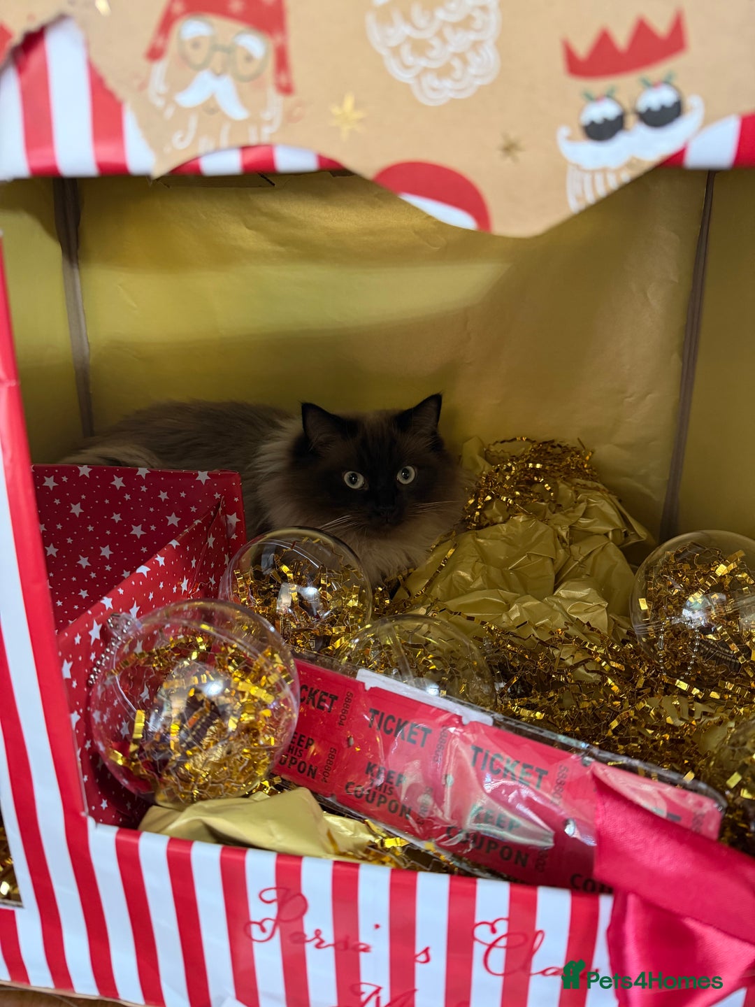 Ragdoll cats for sale: Pure Ragdoll  - Advert 2