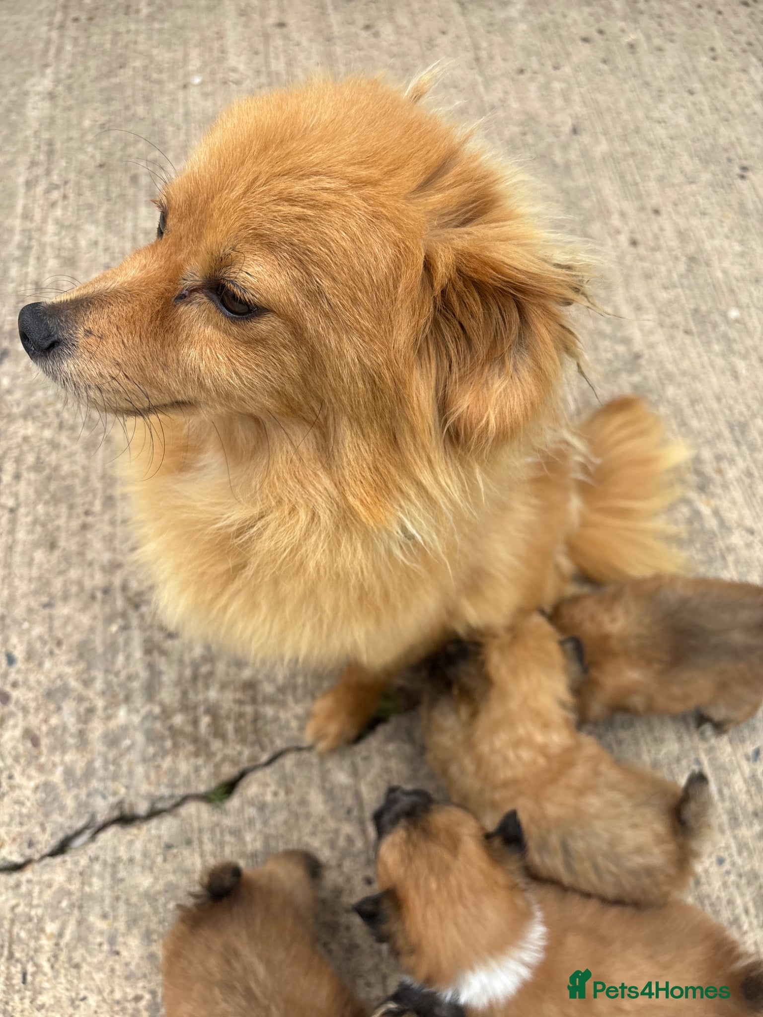 Mixed Breed dogs for sale: PomeranianX yorkshire terrier in Gainsborough - Advert 6