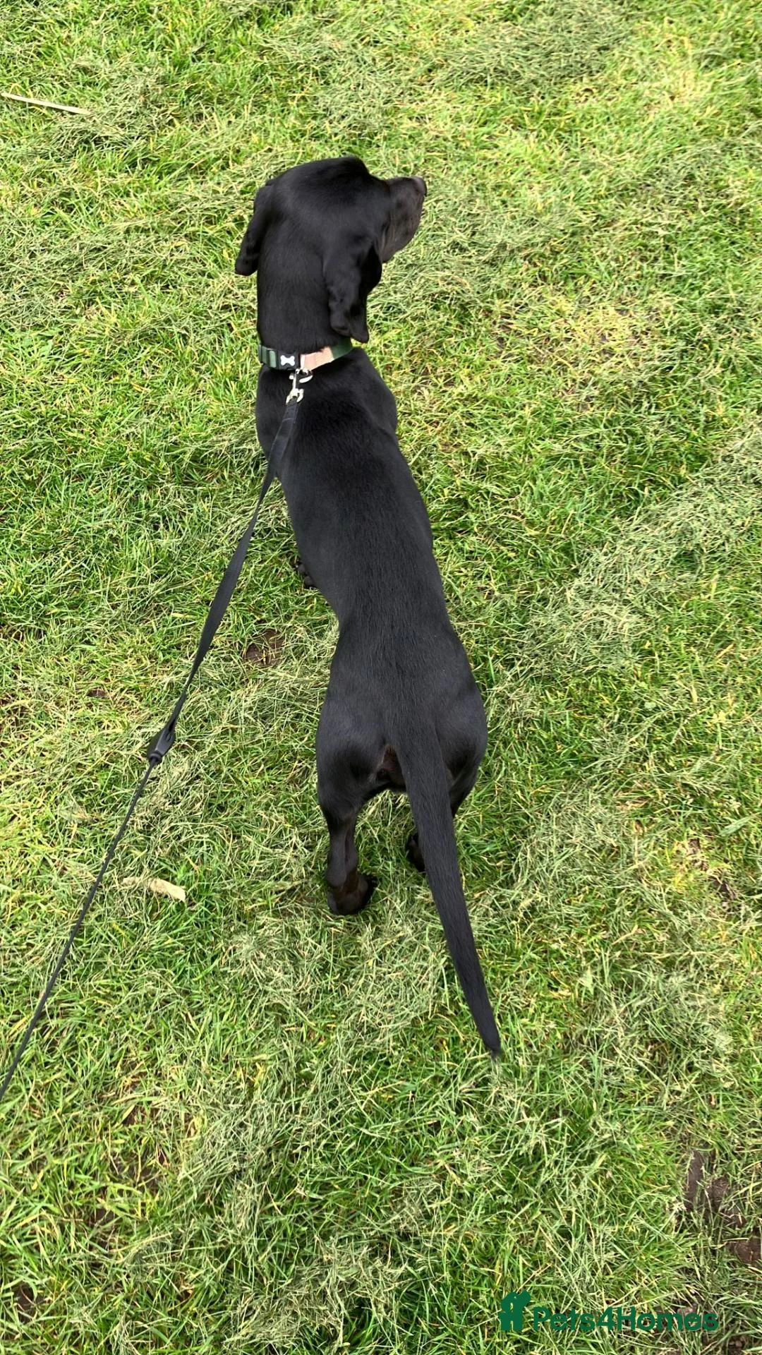 Mixed Breed dogs for sale: Spaniel rex  - Advert 2