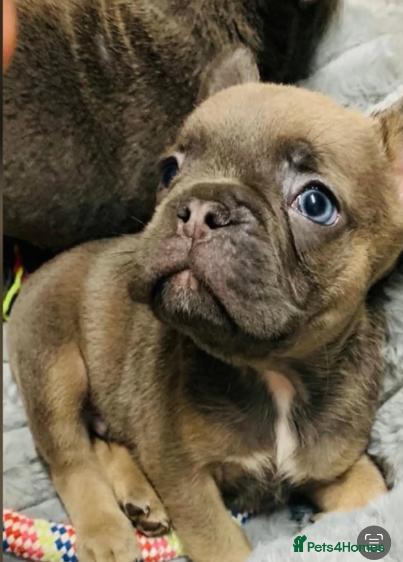 French Bulldog dogs Fluffy French bulldog newshade Isabella  - Advert 6