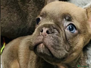 French Bulldog dogs Fluffy French bulldog newshade Isabella - Advert 5