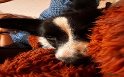 Mixed Breed dogs for adoption: Rosy 🌹 - Image 3