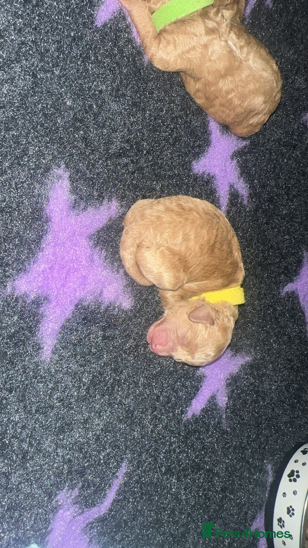 Cockapoo dogs for sale: FOX RED TOY COCKAPOO PUPPIES  - Advert 8