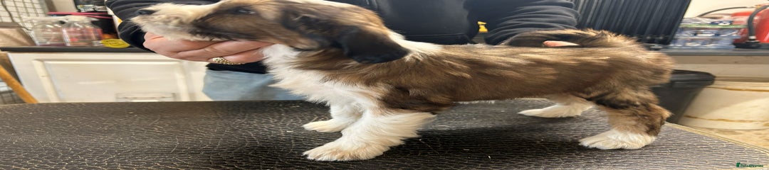 Tibetan Terrier Puppy 4