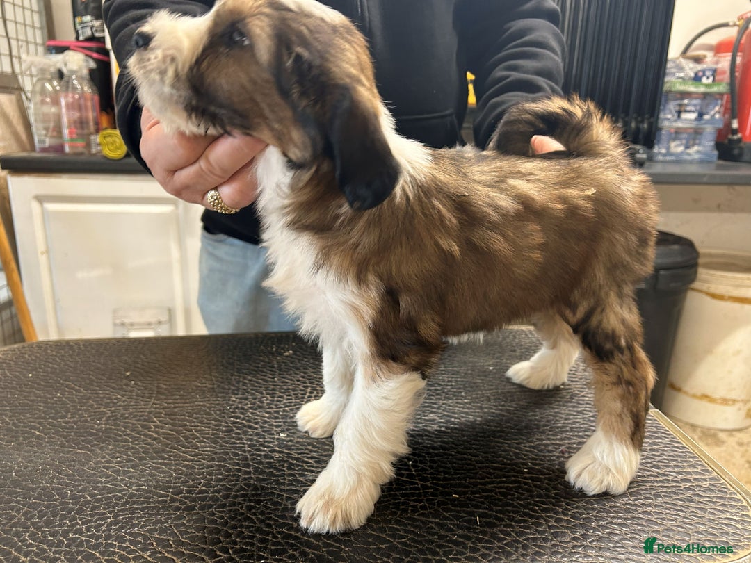 Tibetan Terrier dogs for sale: Araki Tibetan Terriers puppies for sale - Advert 4