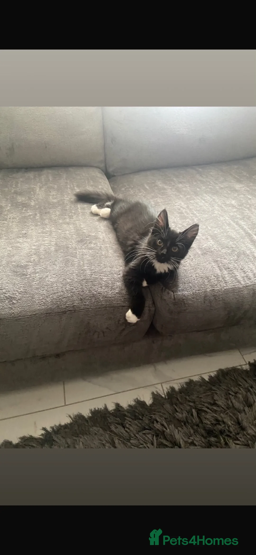 Mixed Breed cats for sale: Bear - needs to be rehomed asap in Milton Keynes - Advert 2