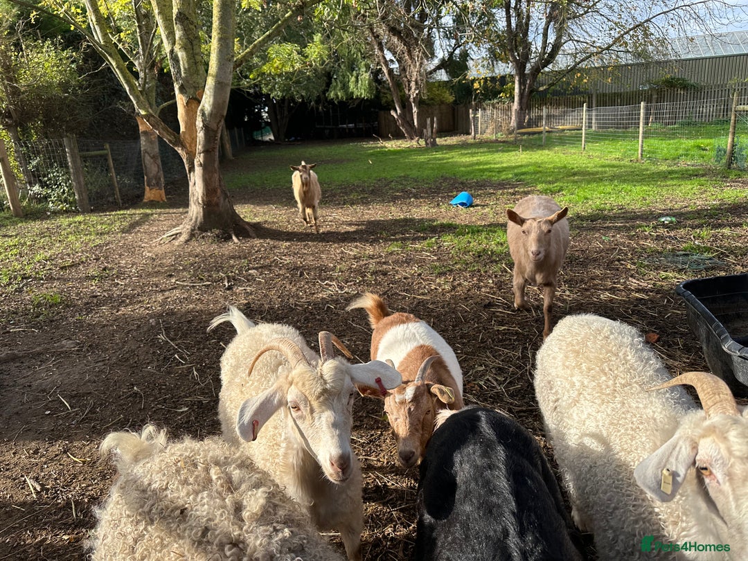 Goats livestock for sale: Goats - Image 2