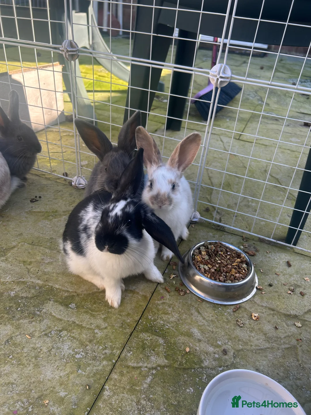 Mixed Breed rabbits for sale: 4 baby rabbits - Advert 2