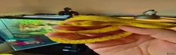 Python Snake reptiles for sale: Green tree python  - Advert 2