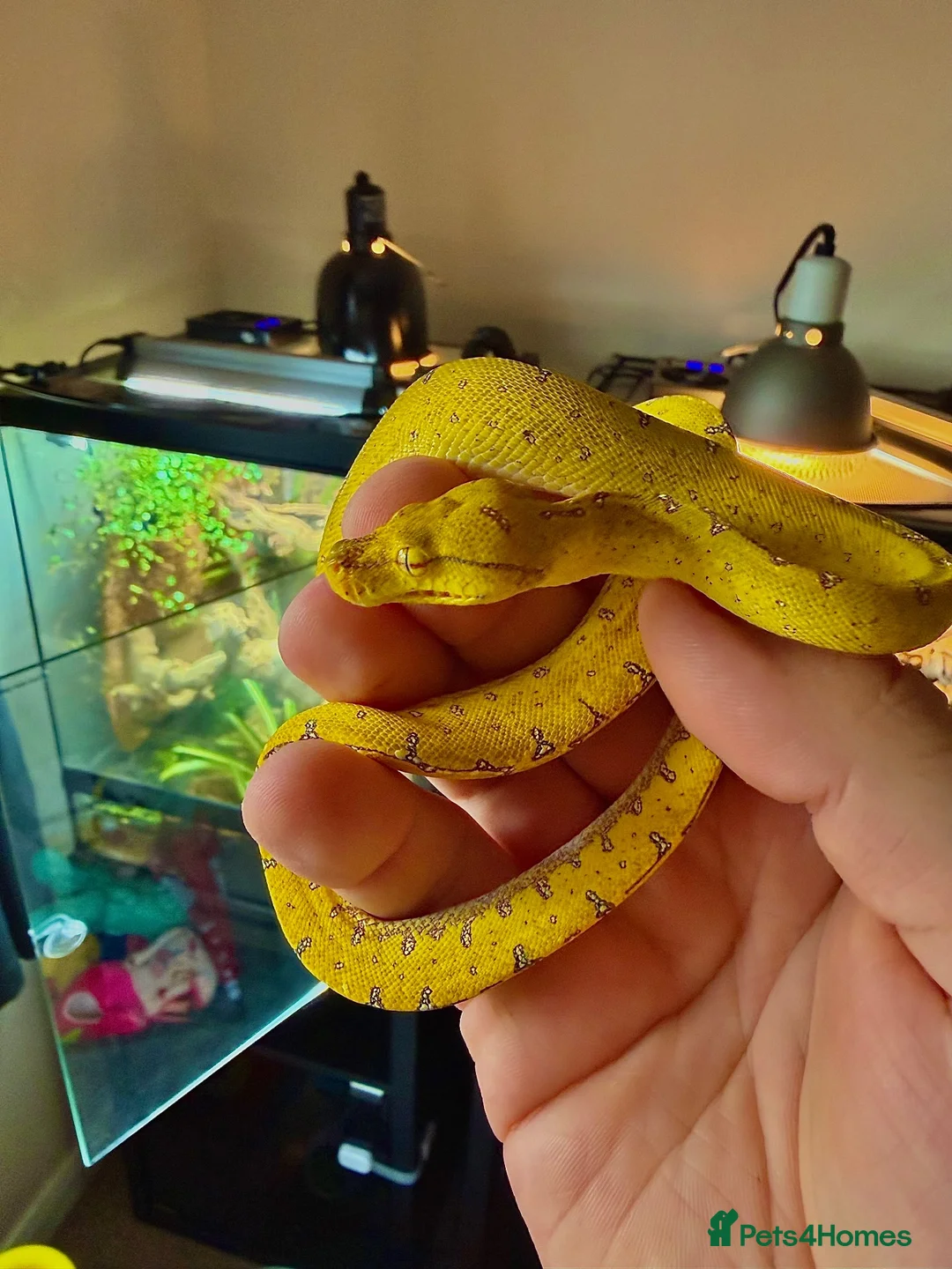 Python Snake reptiles for sale: Green tree python  - Advert 2