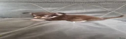 Chihuahua dogs for sale: Longhaired chihuahua puppies  - Advert 2