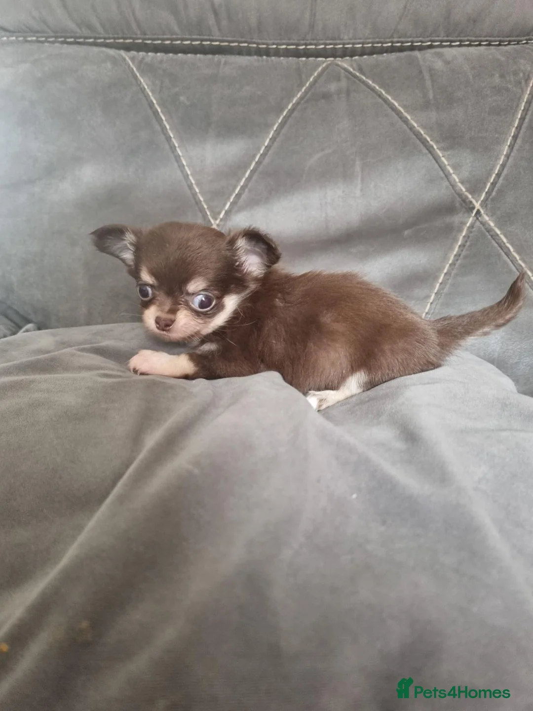 Chihuahua dogs for sale: Longhaired chihuahua puppies  - Advert 2