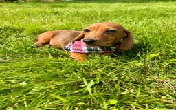 Miniature Dachshund dogs for sale: BEAUTIFUL KC REG & PRA CLEAR MINIS - 0% inbreeding - Image 24