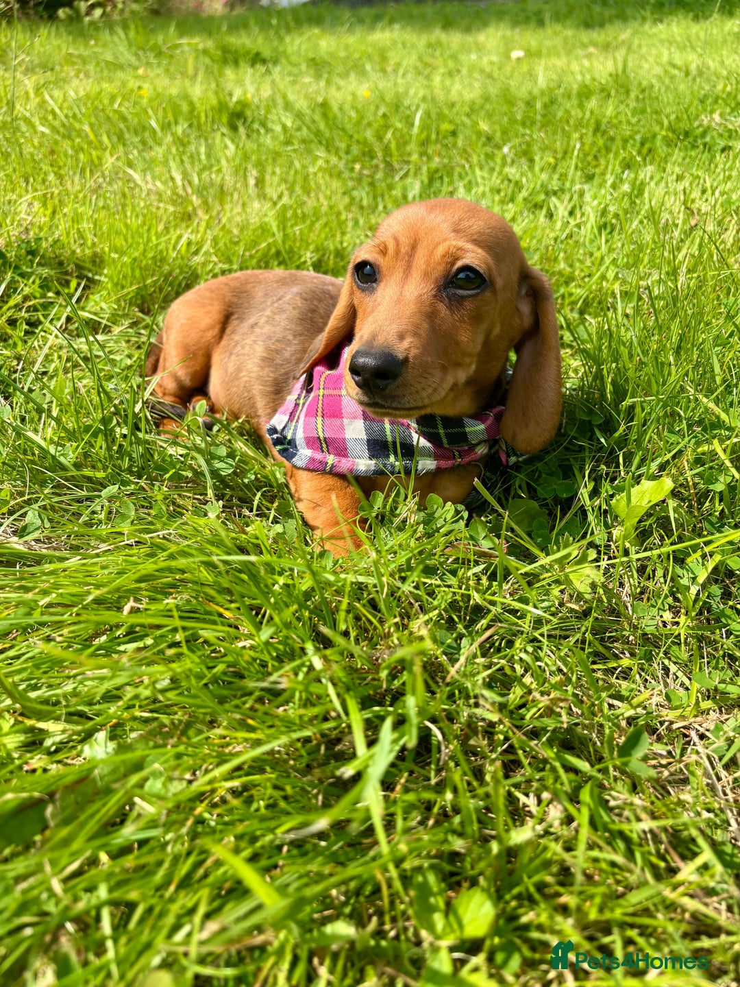 Miniature Dachshund dogs for sale: BEAUTIFUL KC REG & PRA CLEAR MINIS - 0% inbreeding - Image 24