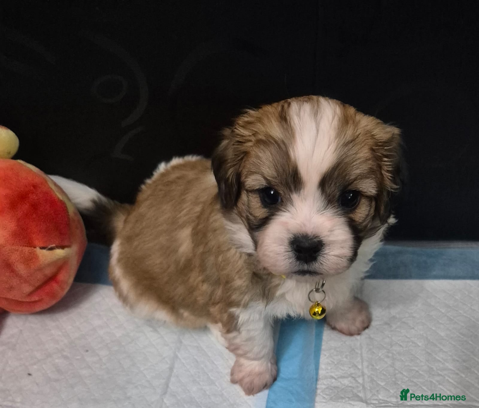 Zuchon dogs Shichon/Zuchon Puppy ** last one ** - Advert 1