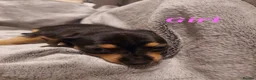 Chiweenie dogs for sale: Chiweenie puppies for sale in Bristol - Advert 10