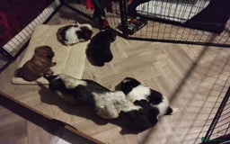 Shih Tzu dogs for sale: Quality Half Imperial Shitzu Puppies.  - Image 4