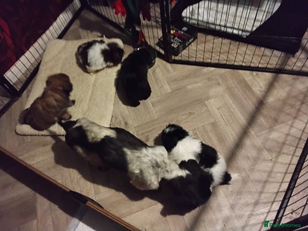 Shih Tzu dogs for sale: Quality Half Imperial Shitzu Puppies.  - Image 4