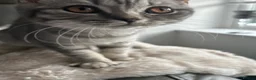 British Shorthair cats for sale: 🏆CHAMPION BLOODLINE 🏆 British shorthair  - Advert 16