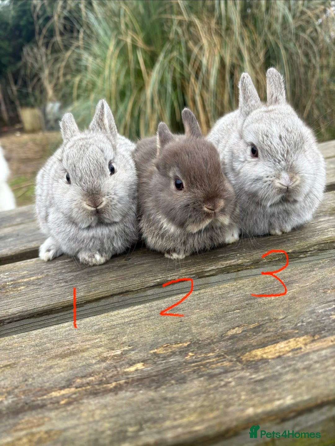 Netherland Dwarf rabbits for sale: Three beautiful Netherland dwarf babies  - Advert 3