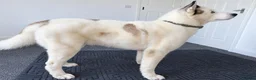 Siberian Husky dogs for stud: Siberian Husky for Stud - Advert 4