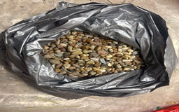 Turtle reptiles for sale: 2 Musk Turtles + Full setup + Foods - Advert 6