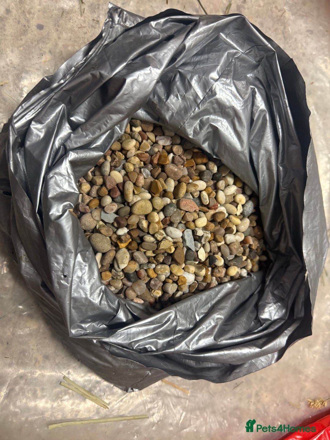 Turtle reptiles for sale: 2 Musk Turtles + Full setup + Foods - Advert 6