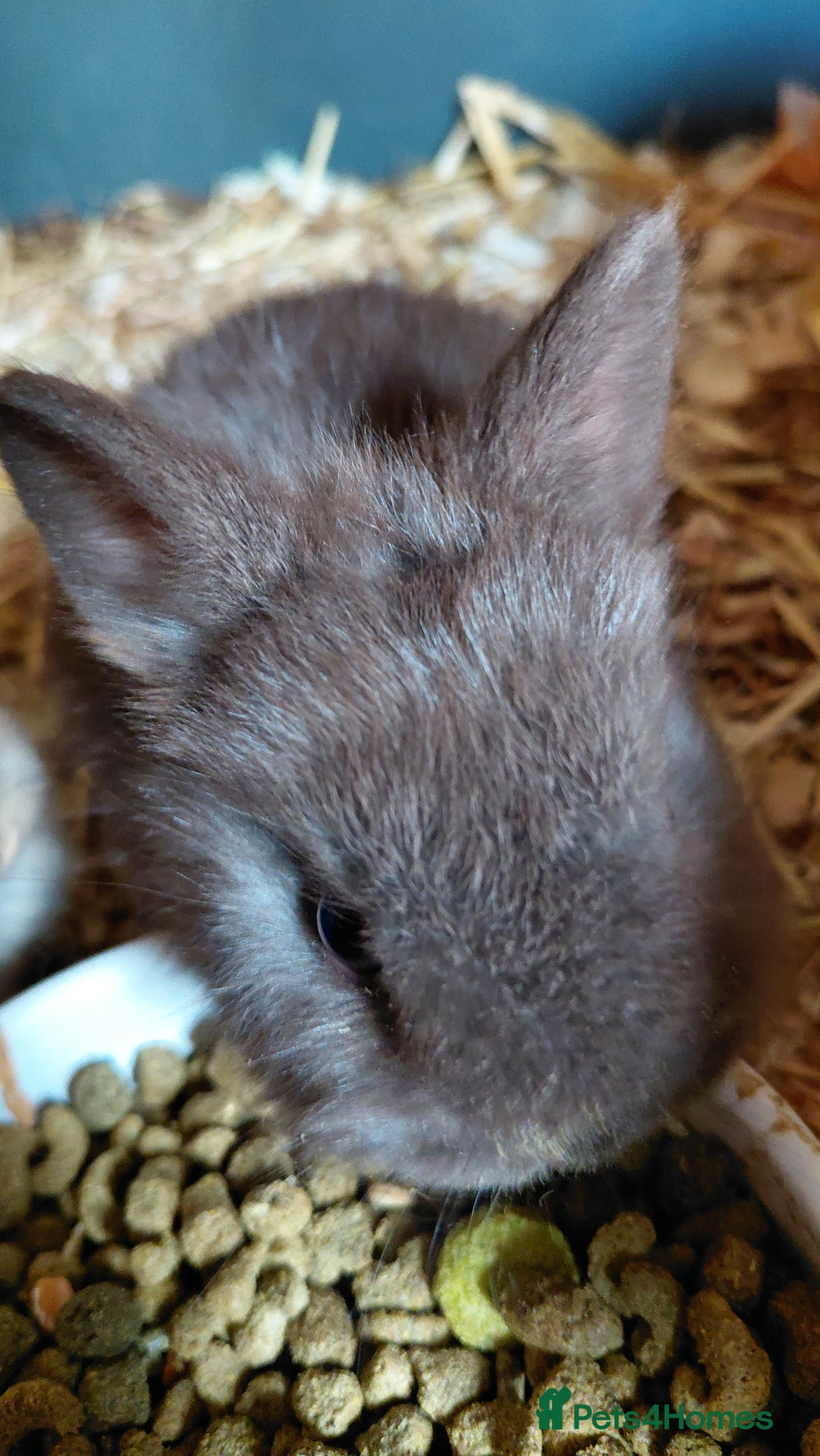Netherland Dwarf rabbits for sale: Netherland dwarf BLACK & A CHOC BUCK  TO RESERVE  - Advert 8