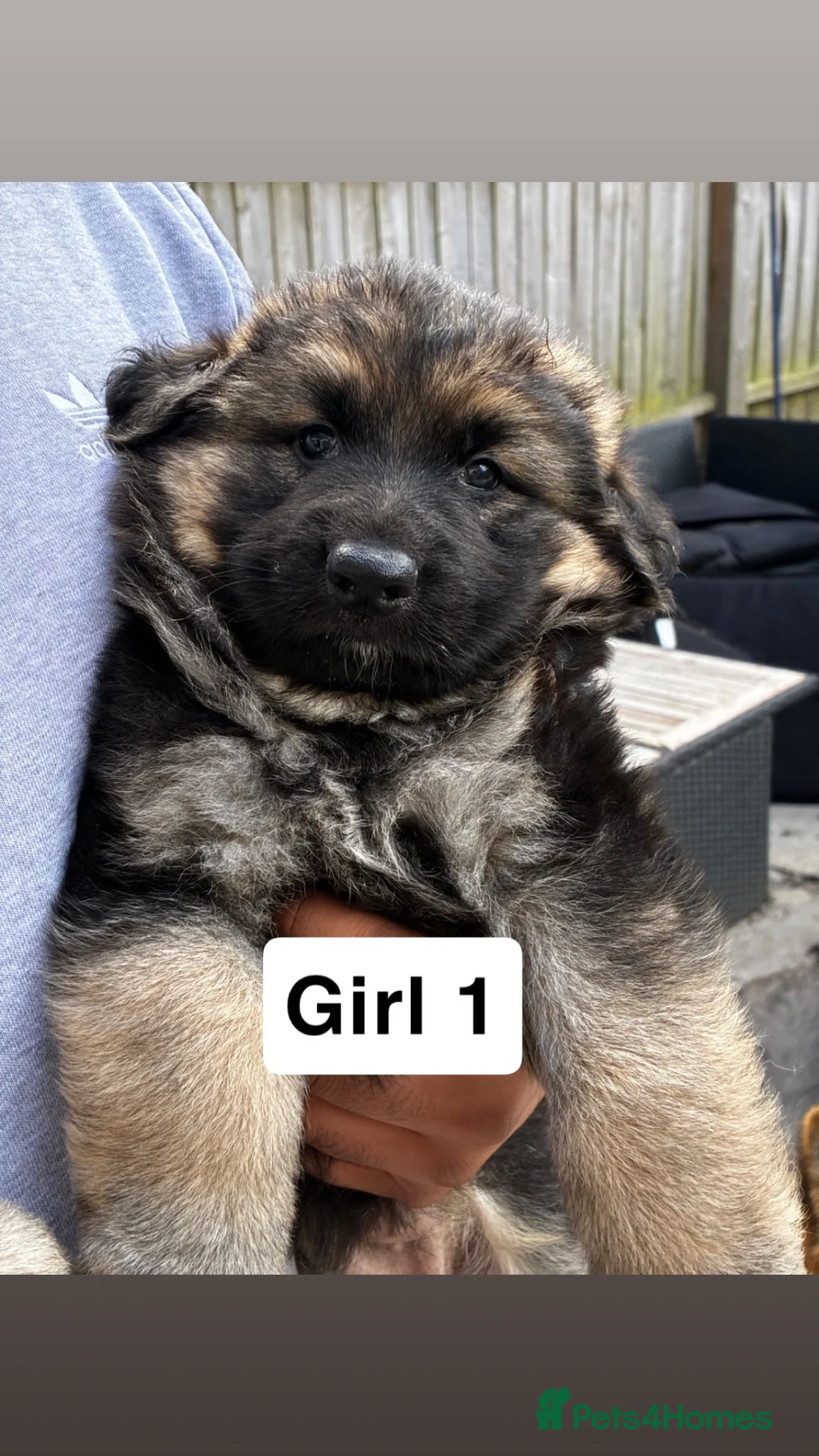 German Shepherd dogs for sale: Long haired straight back German shepherd puppies  - Advert 1
