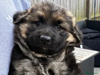 German Shepherd dogs Long haired straight back German shepherd puppies - Advert 1