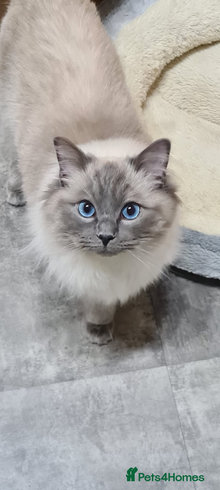 Ragdoll cats GCCF registered Ragdoll stud in Stoke-on-Trent - Advert 20