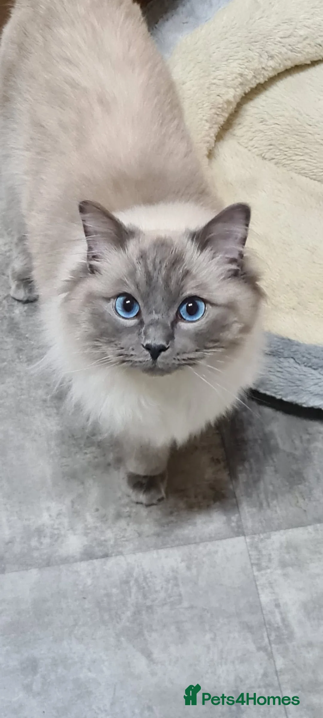 Ragdoll cats for stud: GCCF registered Ragdoll stud in Stoke-on-Trent - Advert 1