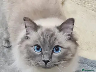 Ragdoll cats GCCF registered Ragdoll stud in Stoke-on-Trent - Advert 12