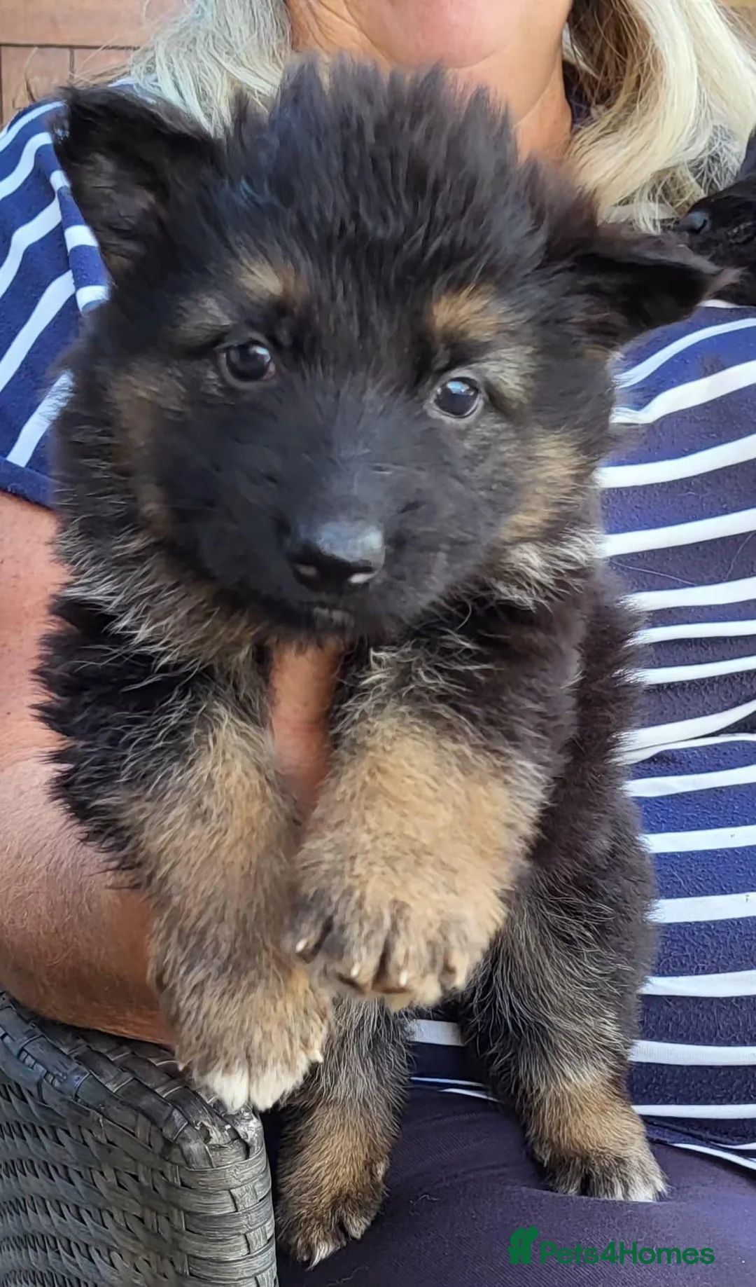 German Shepherd dogs for sale: KC German Shepherd pupies - Advert 5