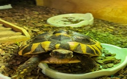 Hermann Tortoise reptiles for sale: Hermann tortoise 5 yo - Image 1
