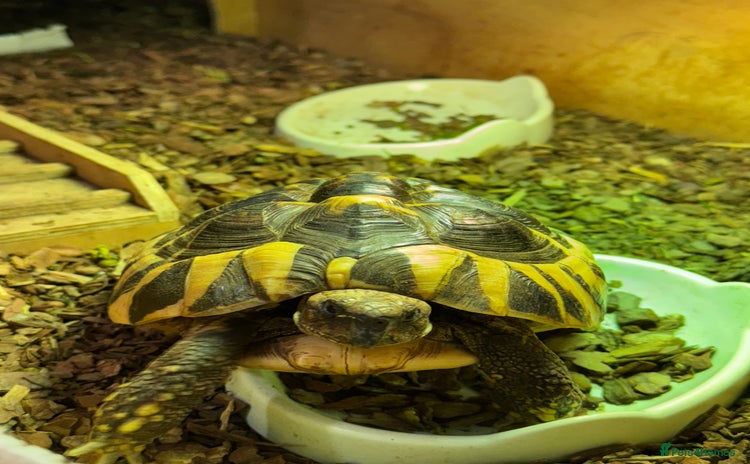 Hermann Tortoise reptiles - Advert 2