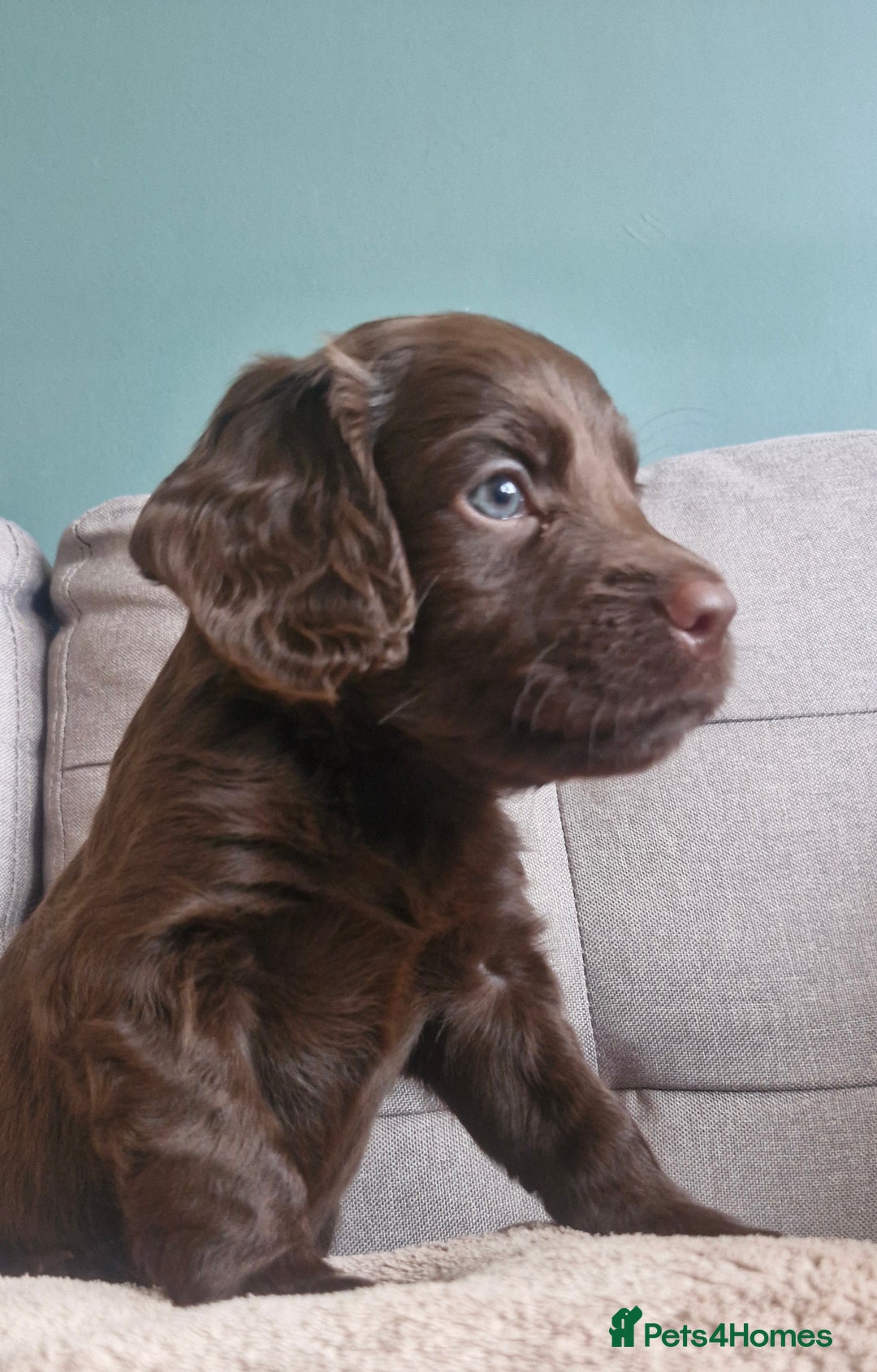 Cocker Spaniel dogs for sale: 5 Beautiful working cocker spaniel puppies  - Advert 20