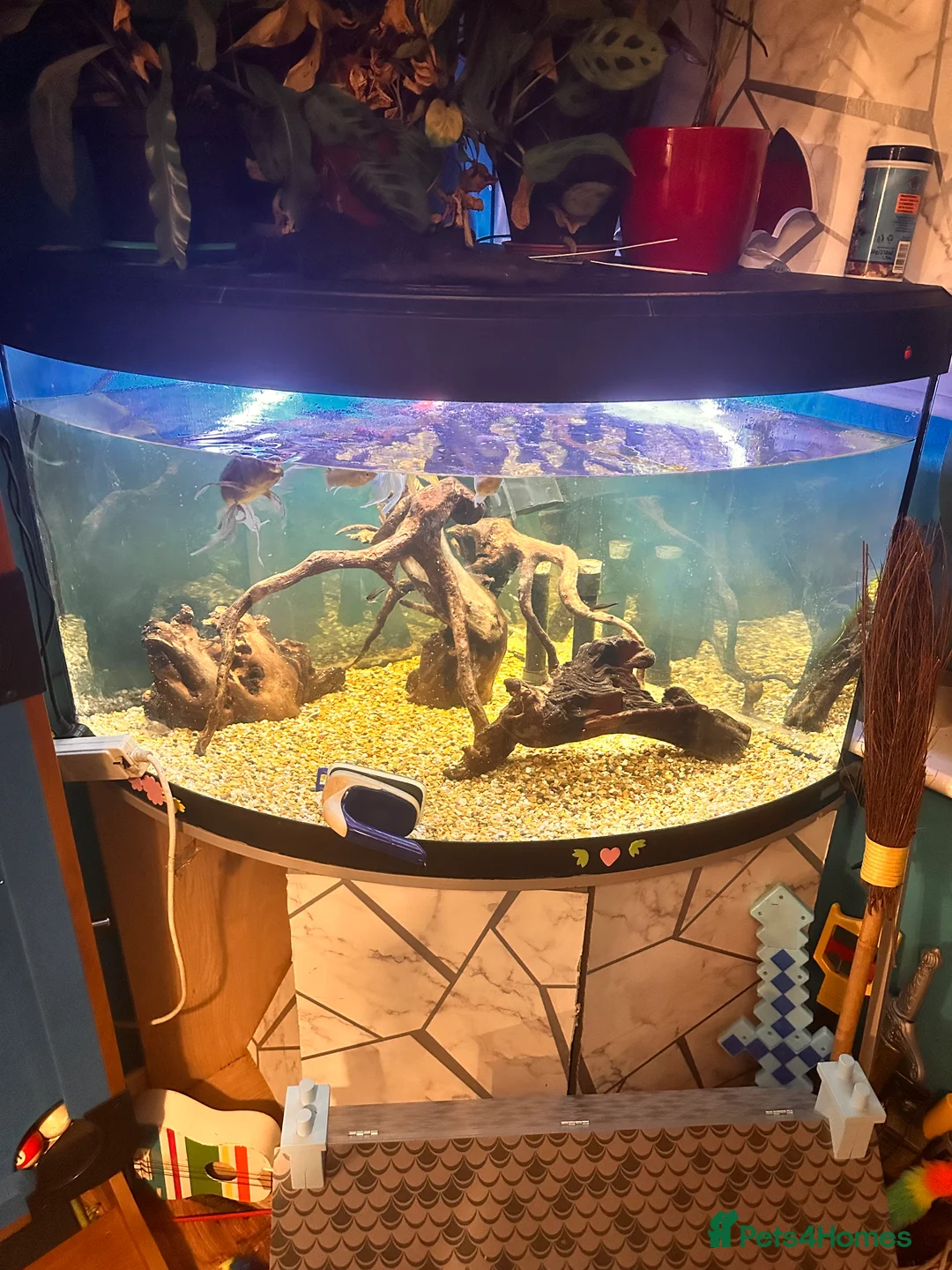 Goldfish fish for sale: Mix of Fish - Advert 1