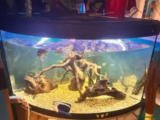 Goldfish fish Mix of Fish - Advert 15