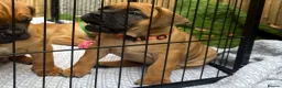 Boerboel dogs for sale: Elite Guard Neema X Spartan Dutch - Advert 8