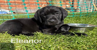 Labrador Retriever dogs - Advert 14