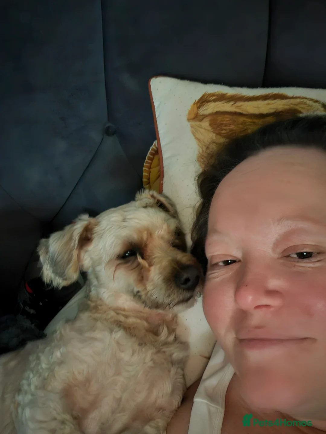 Chorkie dogs for sale: Little louie lovable cheeky affectionate boy - Advert 9