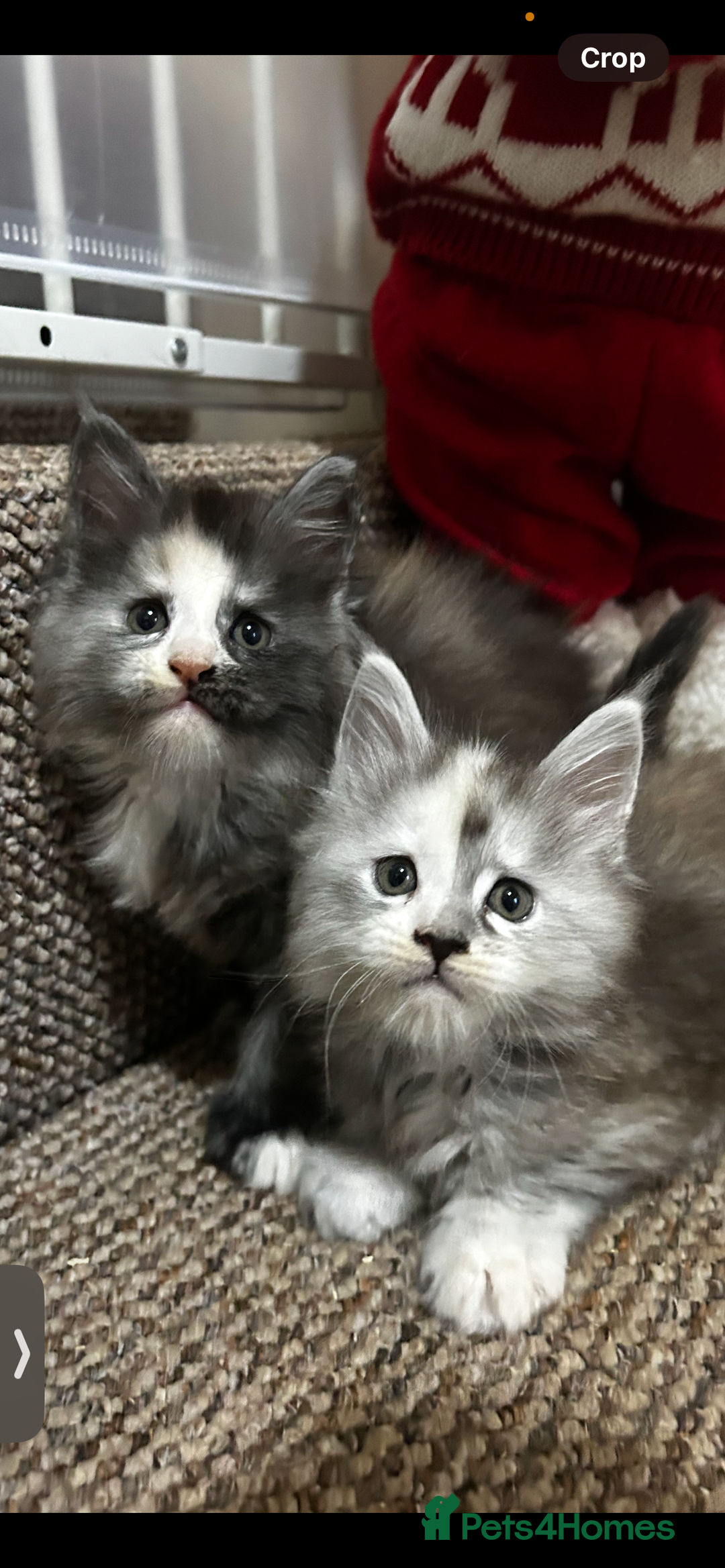Maine Coon cats for sale: 2 stunning girls 1 polydactyl ready  **  ev - Advert 1